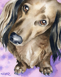 237x300 Long Haired Dachshund Watercolor 8 X 10 Dog Art Print Signed By - Watercolor Dog Art