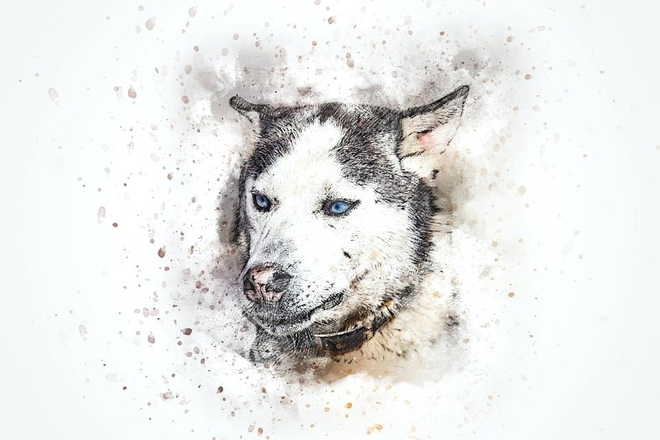 960x640 Abstract Dog Art Portrait Pet Vintage Watercolor Artist - Watercolor Dog Art