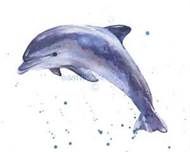 190x152 Watercolor Dolphin - Watercolor Dolphin Tattoo