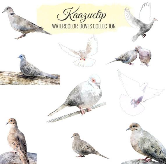570x560 Watercolor Dove Collection Commercial And Personal Use Etsy - Watercolor Dove
