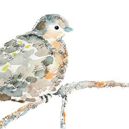 430x430 Bird Nursery Art Print, Dove Watercolor Painting - Watercolor Dove