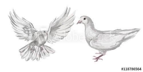 500x251 Watercolor Dove Set. White Pigeon Symbol Of Love , Piece And - Watercolor Dove