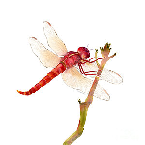 300x300 Dragonfly Watercolor Paintings Fine Art America - Watercolor Dragonfly