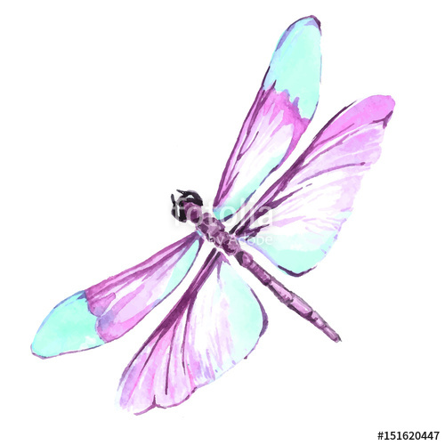 500x500 Watercolor Color Dragonfly Drawing Stock Image And Royalty Free - Watercolor Dragonfly