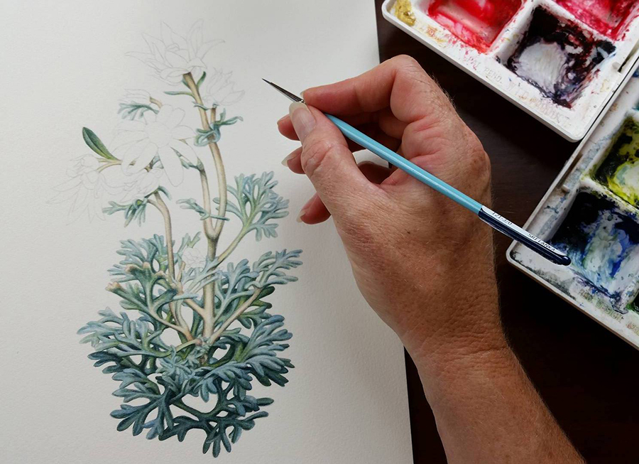 900x653 Australian Flannel Flowers Illustration ~ First On The Drawing - Watercolor Drawing Board