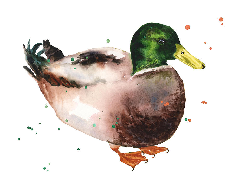 900x720 Watercolor Duck Painting By Alison Fennell - Watercolor Duck