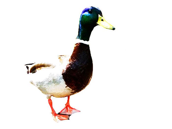 700x525 Watercolor Duck - Watercolor Duck