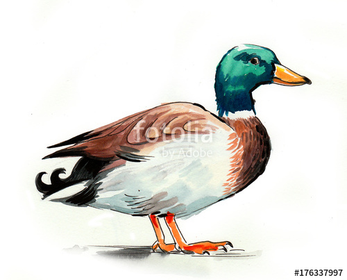 500x403 Watercolor Duck Stock Photo And Royalty Free Images On Fotolia - Watercolor Duck