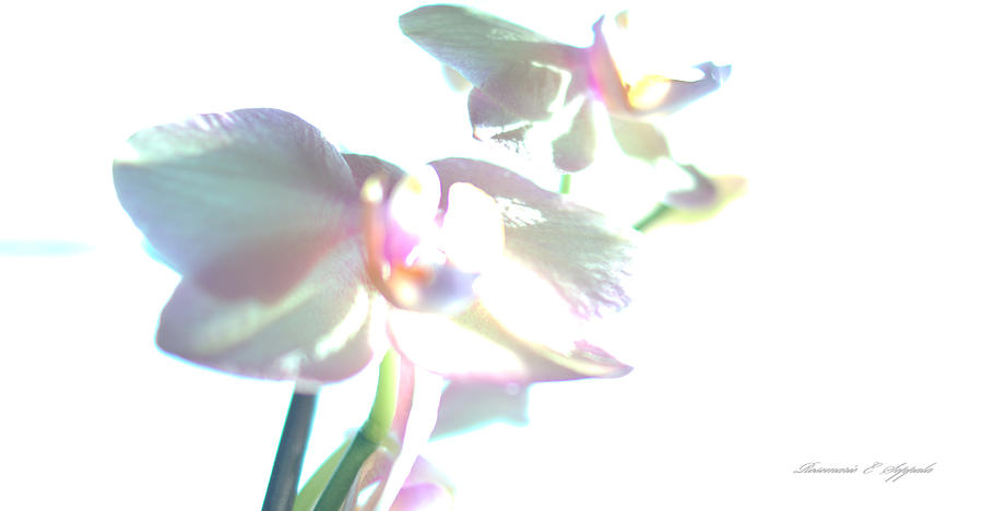 900x468 Watercolor Phalaenopsis Orchids Painting By Rosemarie E Seppala - Watercolor E