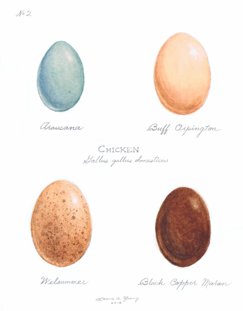 500x638 Laura G. Young 04012014 - Watercolor Eggs