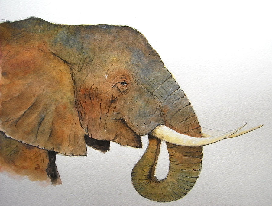 900x682 Elephant Head Study Painting By Juan Bosco - Watercolor Elephant Head