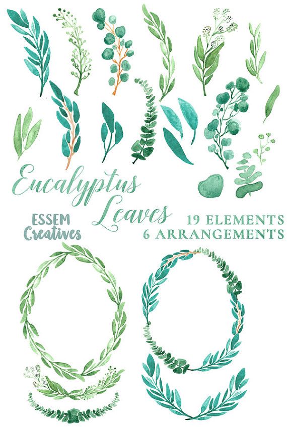 570x855 Eucalyptus Watercolor Leaves Clipart, Leaf Wreath, Green Branch - Watercolor Eucalyptus Leaves