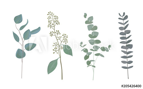 500x313 Eucalyptus Leaf Collection In Rustic Watercolor Style. Set Of - Watercolor Eucalyptus Leaves