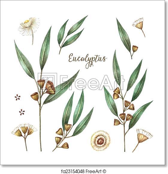 561x581 Free Art Print Of Watercolor Eucalyptus Leaves. Watercolor - Watercolor Eucalyptus Leaves