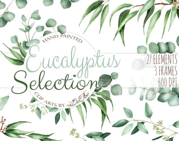 570x448 Watercolor Eucalyptus Clipart Greenery Clip Art Eucalyptus Etsy - Watercolor Eucalyptus Leaves