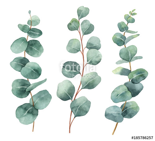 500x455 Watercolor Hand Painted Vector Set With Eucalyptus Leaves And - Watercolor Eucalyptus Leaves