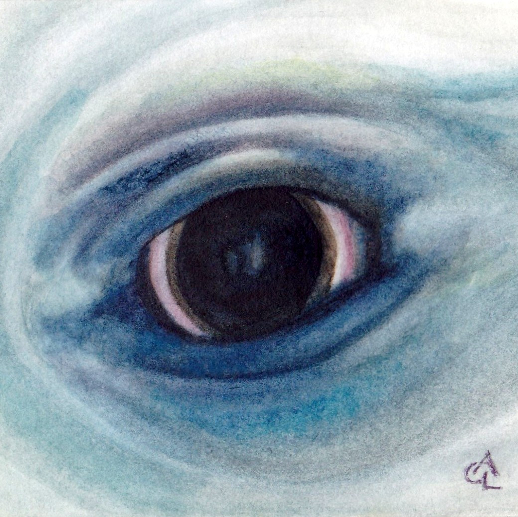 1040x1038 Gossamer Lane Fine Art Dolphin Eye Watercolor Painting - Watercolor Eye