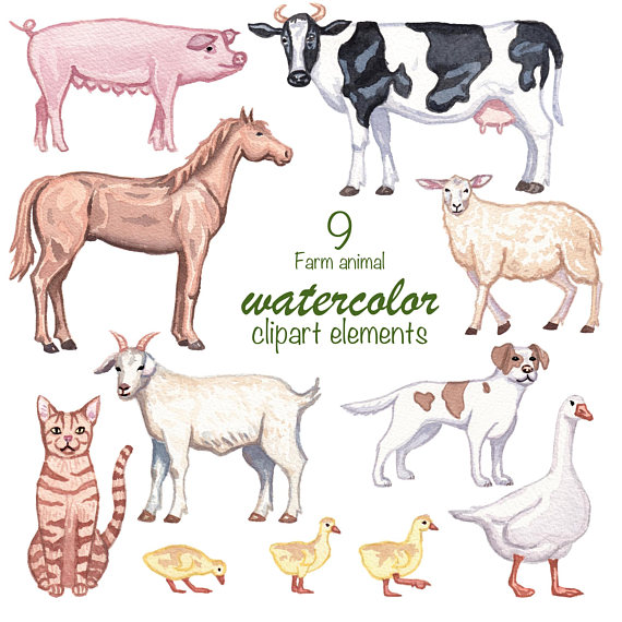 570x570 Watercolor Clipart, Farm Animals, Clipart Set, Watercolor - Watercolor Farm Animals