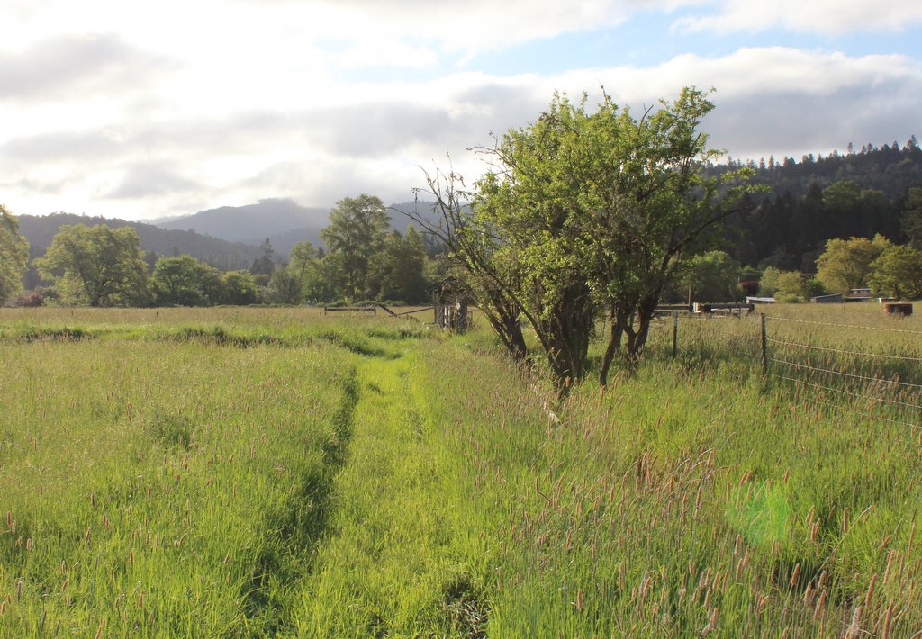1024x710 Morning Field - Watercolor Field