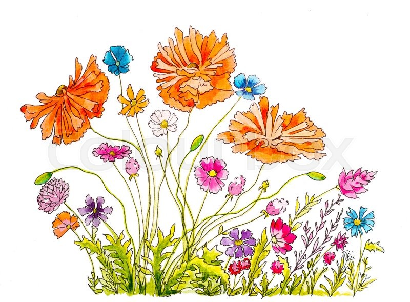 800x589 Hand Painted Watercolor And Ink Illustration With Poppies And - Watercolor Field Of Flowers