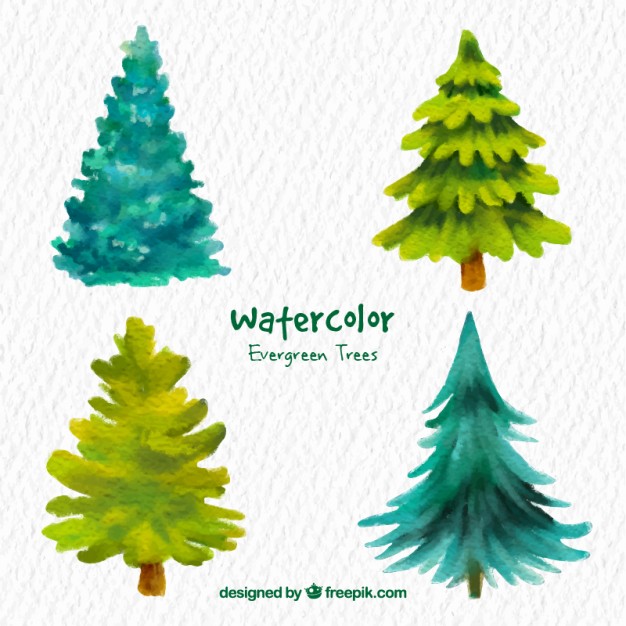 626x626 Watercolor Evergreen Trees Vector Free Download - Watercolor Fir Trees