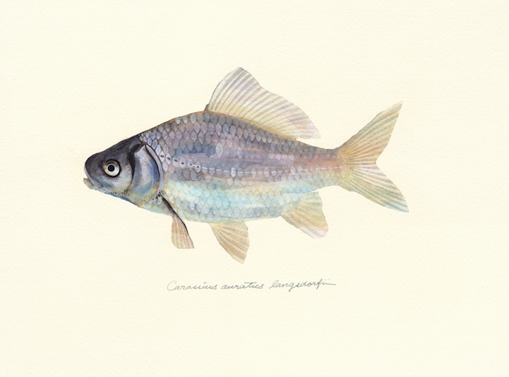 721x534 Japanese Artist Creates Delicate Watercolor Paintings Of Fish - Watercolor Fish