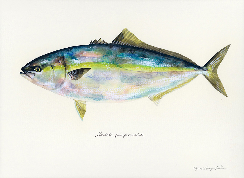 1000x728 Japanese Watercolor Artist Yusei Nagashima Paints Fish, And Only - Watercolor Fish