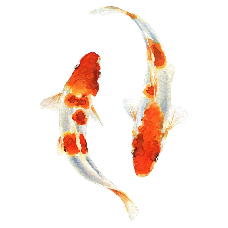 800x800 Koi Fish Watercolor Paint Kit - Watercolor Fish