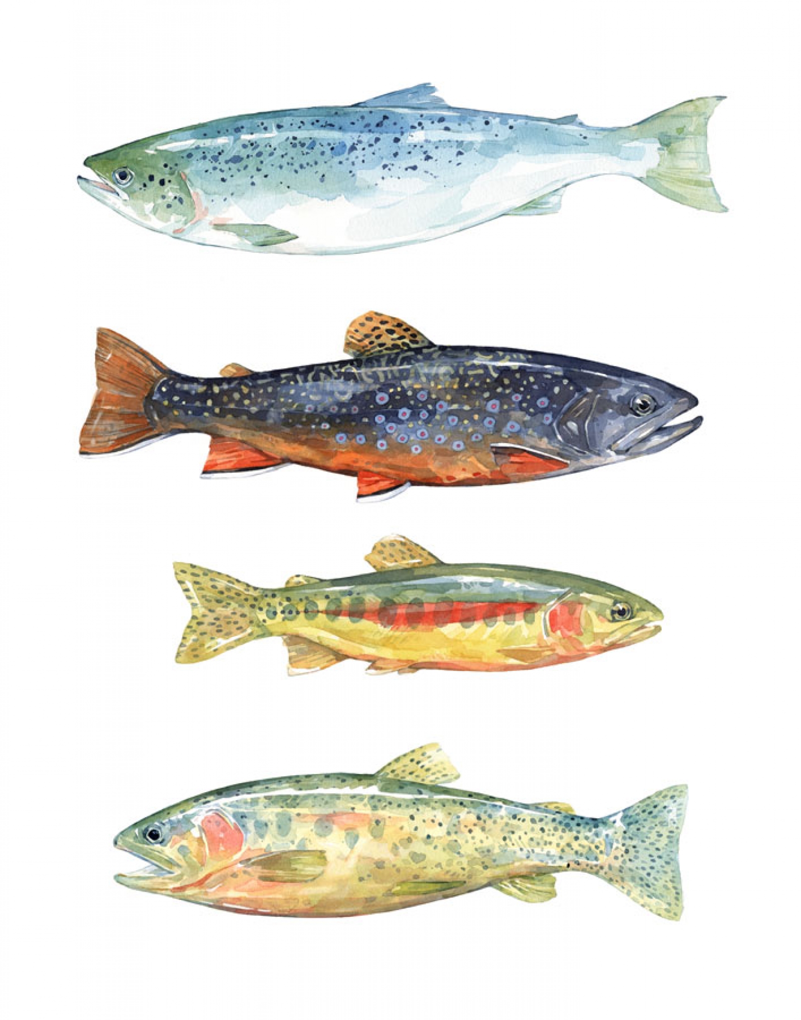 1600x2037 Watercolor Fish Print - Watercolor Fish