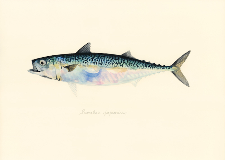 721x514 Japanese Artist Creates Delicate Watercolor Paintings Of Fish - Watercolor Fish Art
