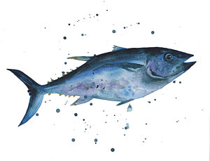 300x229 Blue Flash Tuna Painting By Alison Fennell - Watercolor Fish Images
