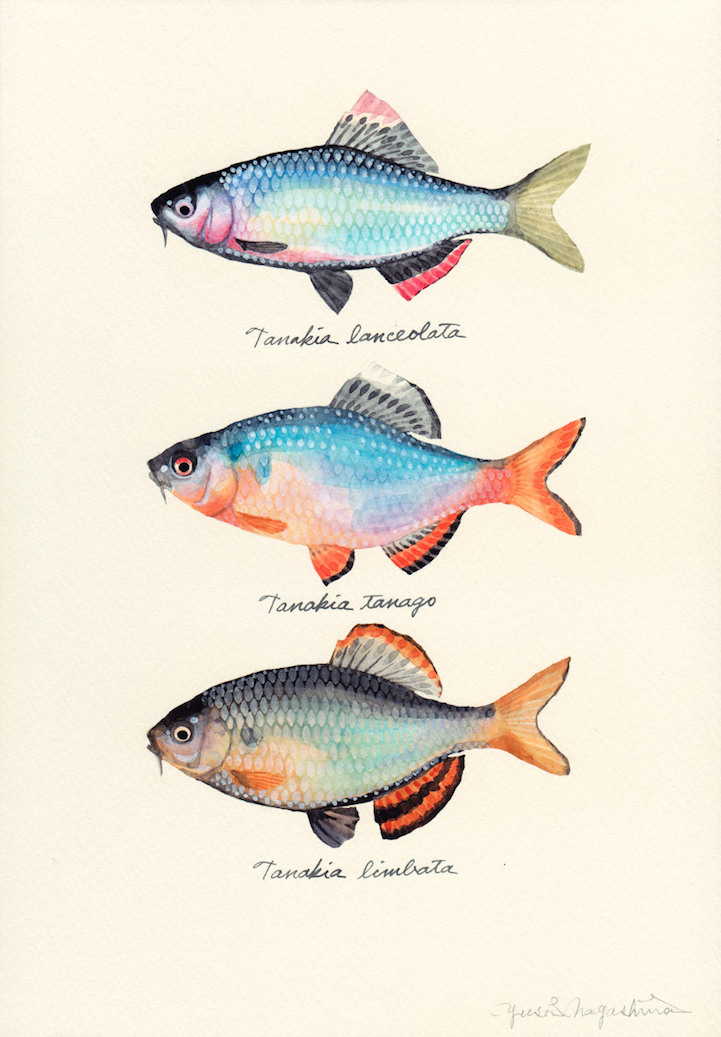 721x1037 Japanese Artist Creates Delicate Watercolor Paintings Of Fish - Watercolor Fish Images