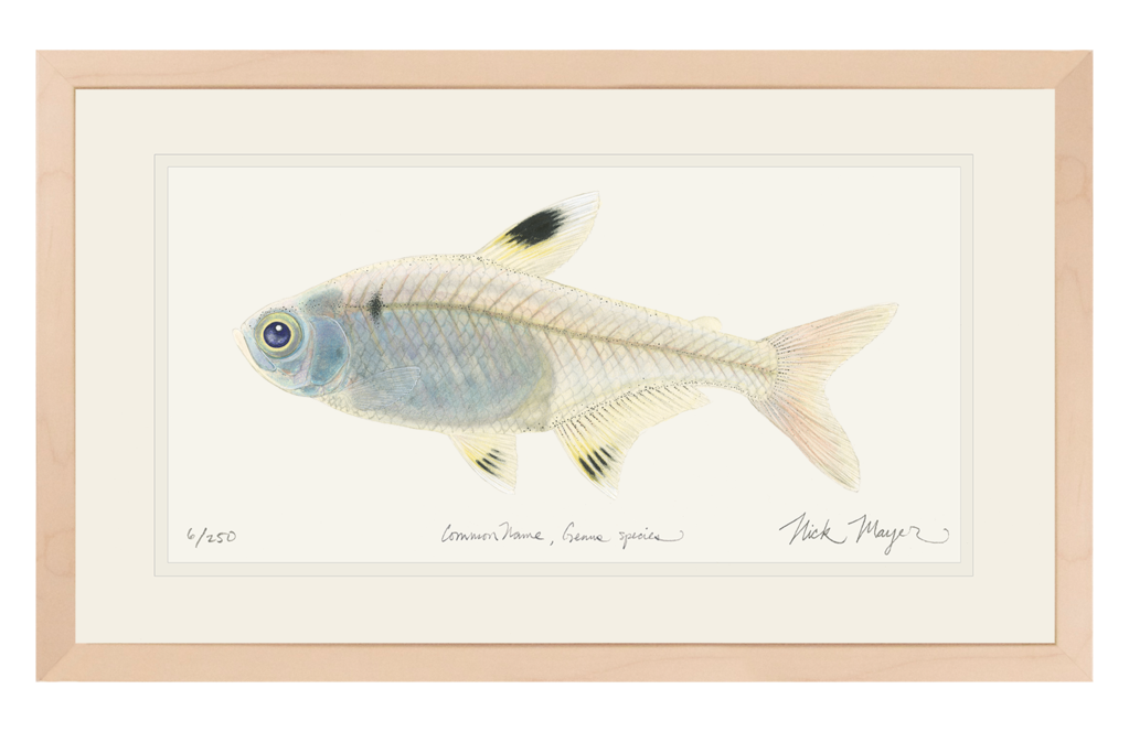 1023x664 X Ray Fish Original Watercolor Painting Nick Mayer Art - Watercolor Fish Images