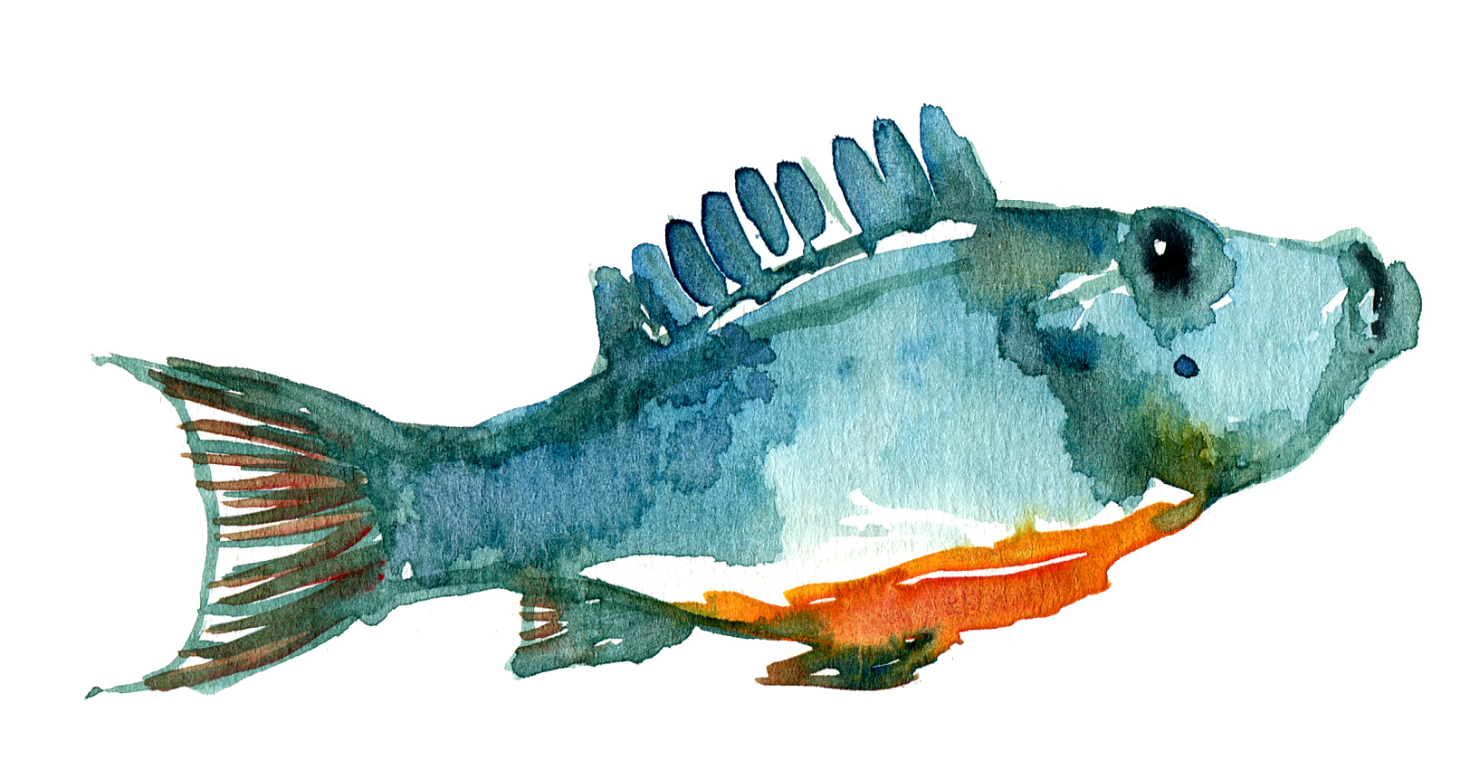 1624x840 Fish Homer Study The Hiking Artist Project By Frits Ahlefeldt - Watercolor Fish Images