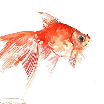 354x354 Watercolor Fish Paintings Goldfish, Original Watercolor Painting - Watercolor Fish Images