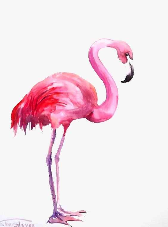 564x761 Flamingos, Animal, Watercolor Png Image And Clipart For Free Download - Watercolor Flamingo Clipart