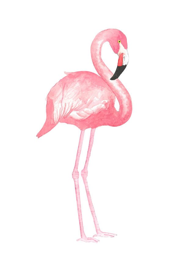 570x855 Watercolor Flamingo Clipart Tropical Bird Illustration Etsy - Watercolor Flamingo Clipart