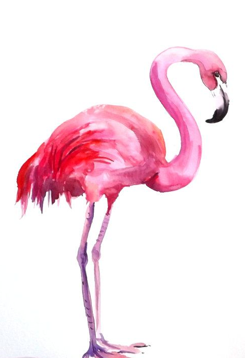 483x704 Pin By Sue Mcguire On Animals Flamingo, Watercolor - Watercolor Flamingo Png