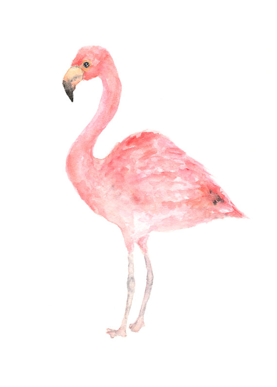 570x798 Watercolor Bird, Bird Painting, Watercolor Painting, Bird Art - Watercolor Flamingo Png