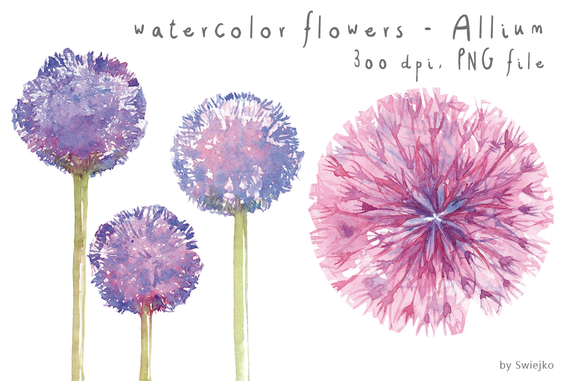 1160x772 Watercolor Clipart, Watercolor Flowers, Flower Clipart, Allium By - Watercolor Floral Clipart