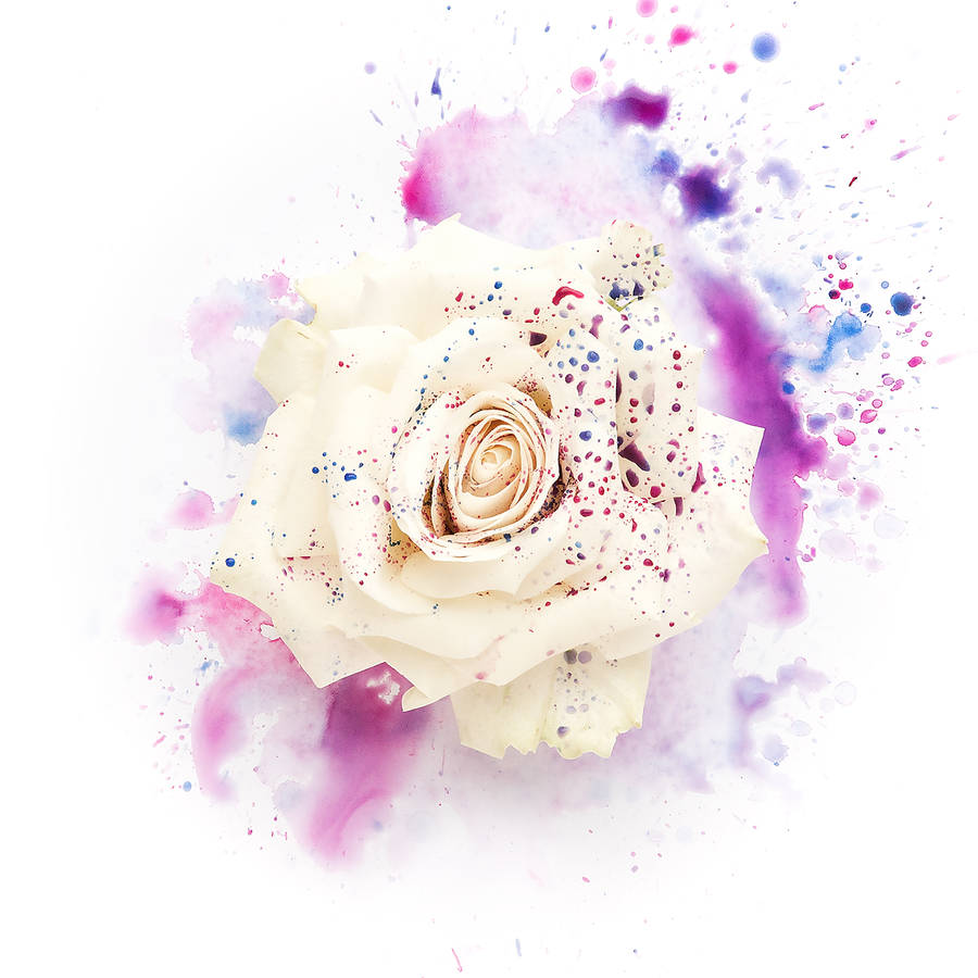 900x900 Rose Painted Watercolour Floral Art Print By Georgie St Clair - Watercolor Flower Art