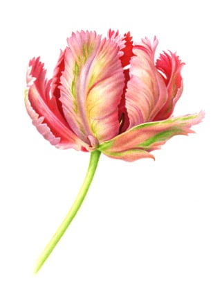 321x418 Summer Flowers Botanicals By Karen Kluglein - Watercolor Flower Artist