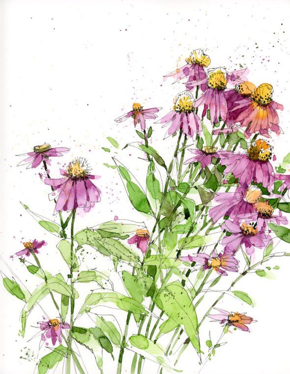 590x759 Echinacia Drawings Sketch Watercolor, Shari Blaukopf, Art - Watercolor Flower Artist