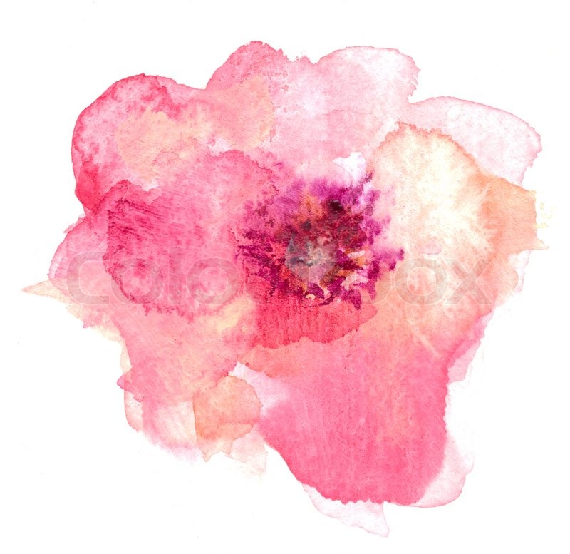 800x777 Pink And Orange Isolated Watercolor Flower On White Background - Watercolor Flower Background