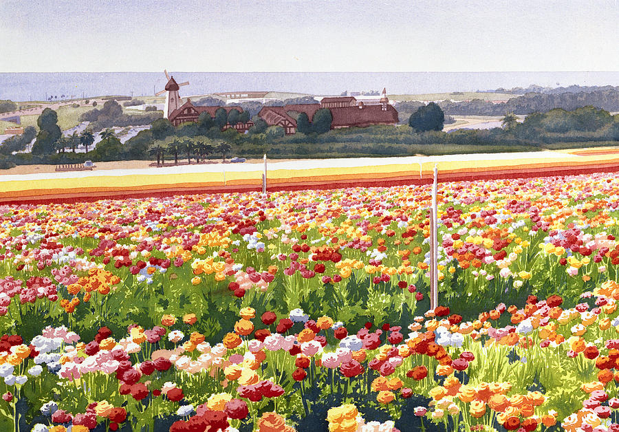 900x628 Flower Fields In Carlsbad 1992 Painting By Mary Helmreich - Watercolor Flower Field