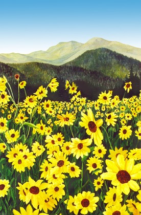 276x420 Yellow Flower Field Douglas Castleman Landscape Art - Watercolor Flower Field