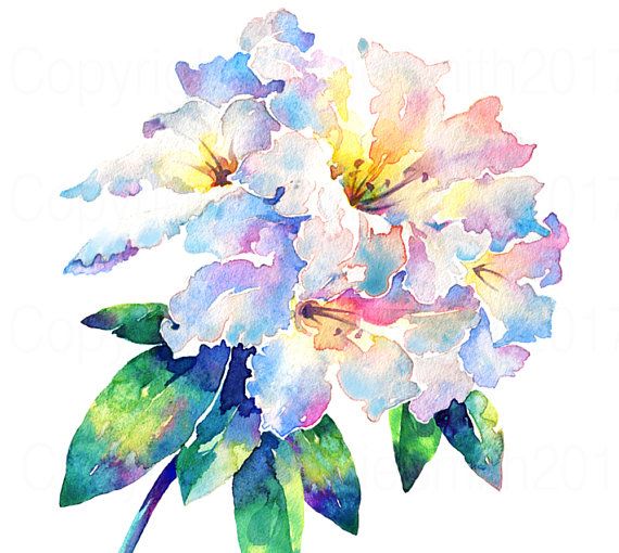 570x510 Watercolour Flower Painting Rhododendron Loderi, Original Signed - Watercolor Flower Images