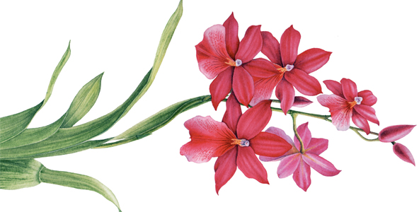 592x300 How To Paint Watercolour Botanicals Part One - Watercolor Flower Paintings For Sale