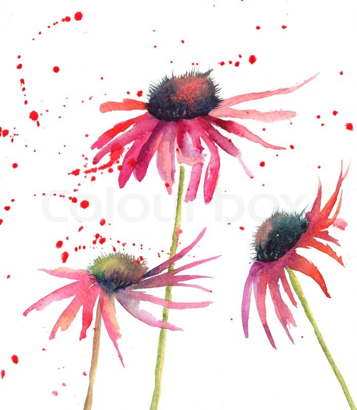 696x800 Summer Flowers, Watercolor Flowers Stock Photo Colourbox - Watercolor Flowers