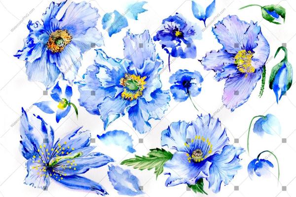 600x400 Blue Poppy Watercolor Flowers Png Watercolorpng - Watercolor Flowers